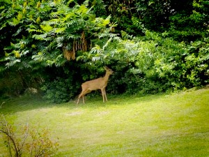 Rehe hinter der Familienbegleitenden Wochengruppe Rauschenberg