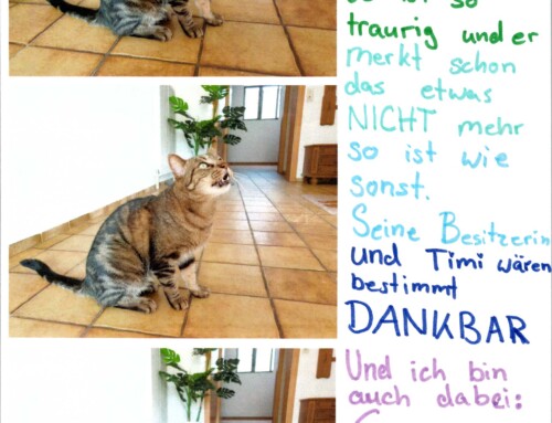 Warum für uns Mitgefühl wichtiger ist als Mitleid